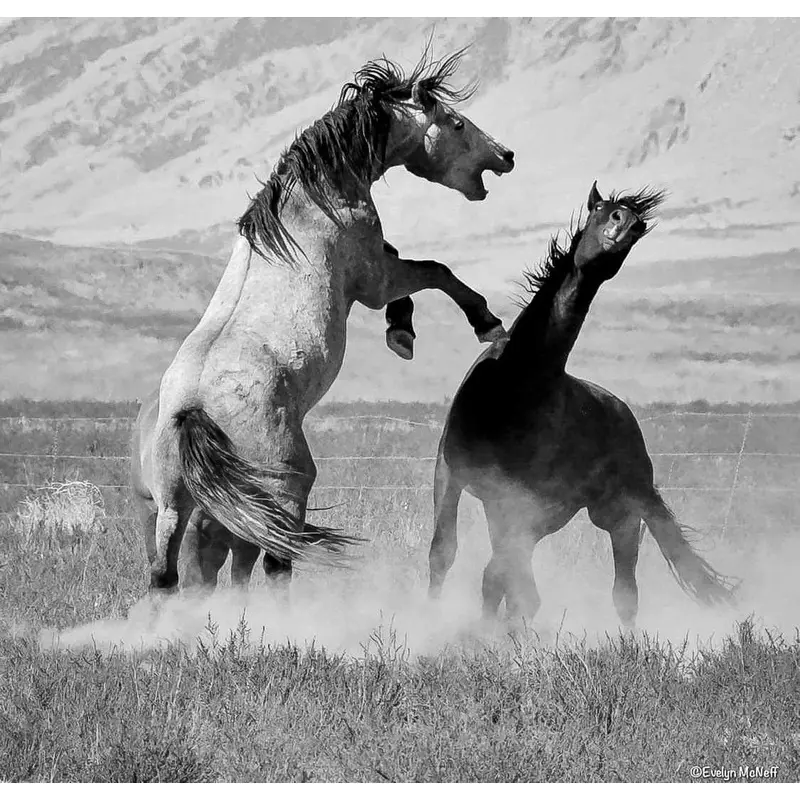 Fighting Chance - Utah Lake