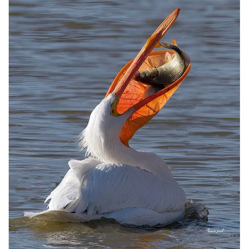 Yum Yum - Utah Lake